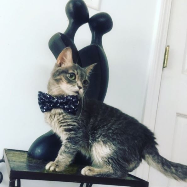 Kitten with brain damage gets rescued, and two years later, she's still