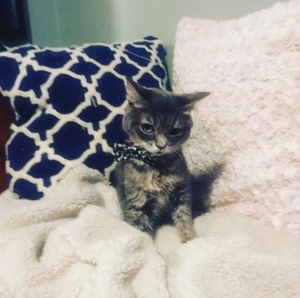 Kitten with brain damage gets rescued, and two years later, she's still
