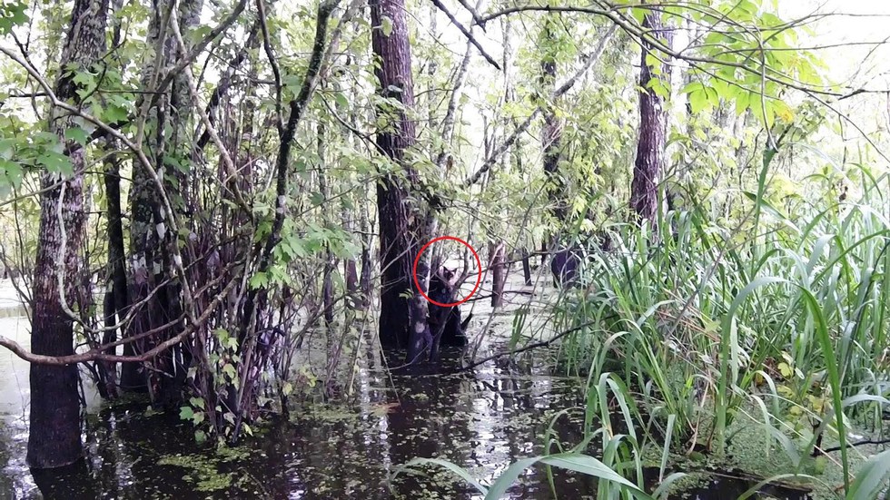 Watch Man braves swamp to saving crying cat