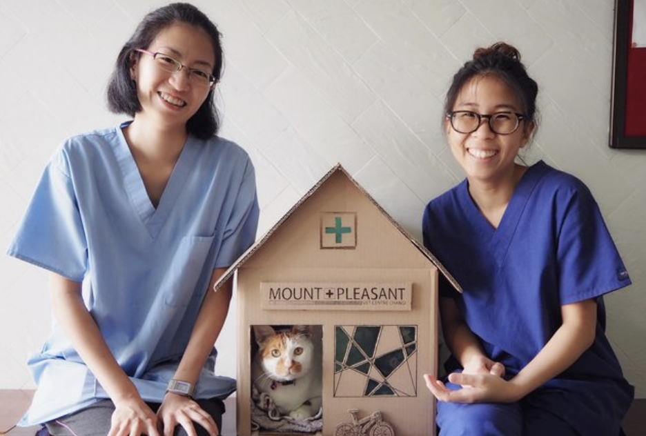 vet office resident cat gets house 1