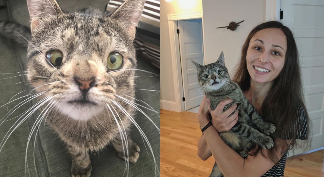 cat pictures