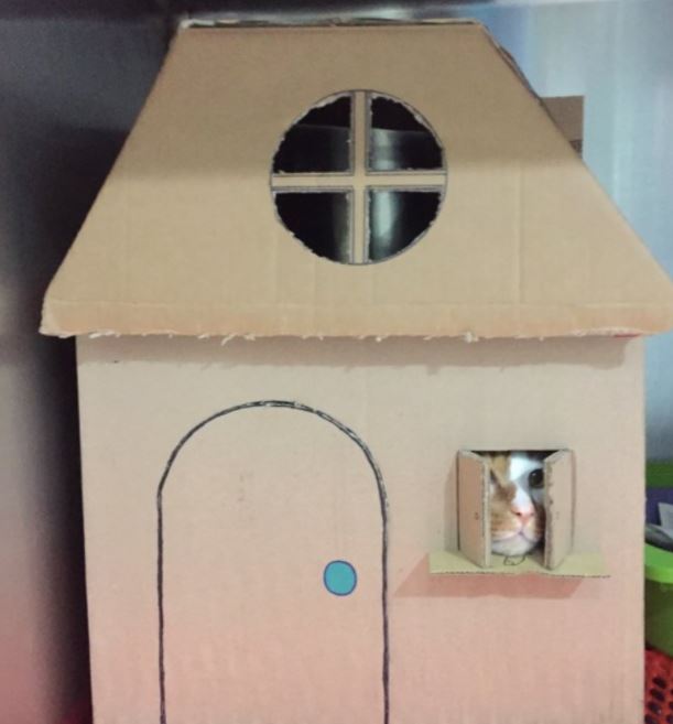 Vet office makes the most amazing houses for their resident cat 