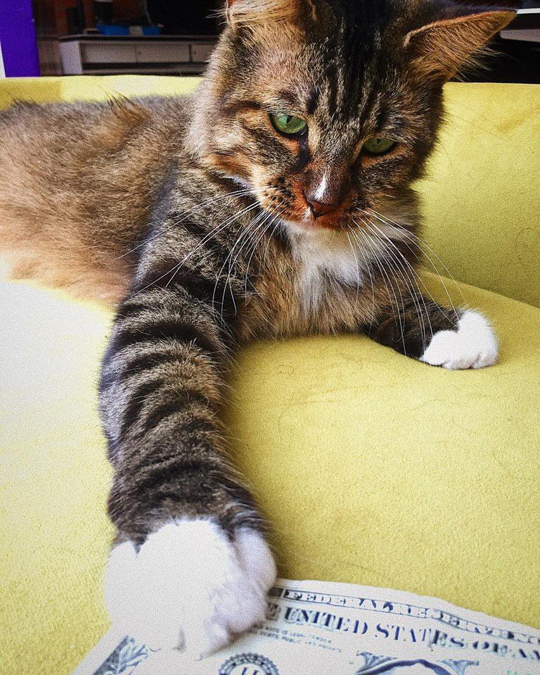 Cat kept bringing cash into the office and nobody had any idea how... until they saw him in action! Cat kept bringing cash into the office and nobody had any idea how... until they saw him in action!