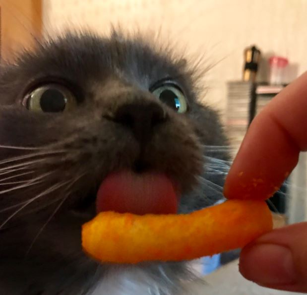 cheese jelly cat