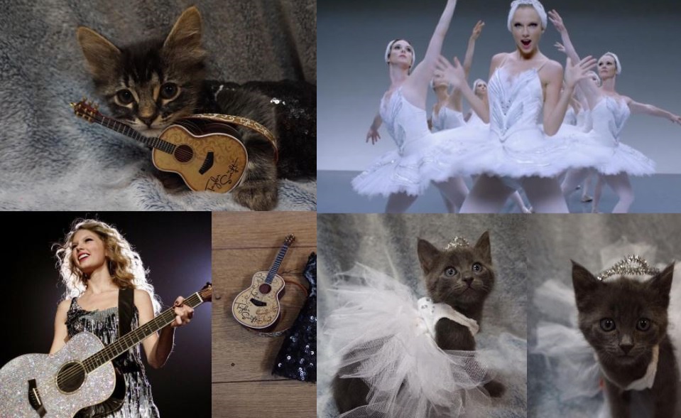 cat videos