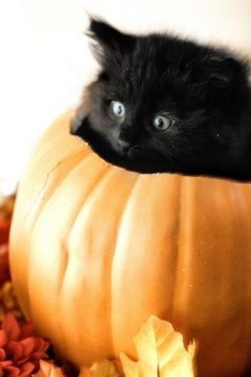 cats in pumpkins 7