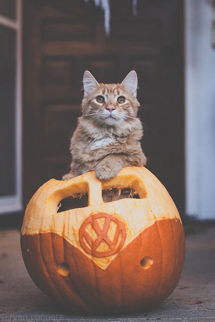 cats in pumpkins 3