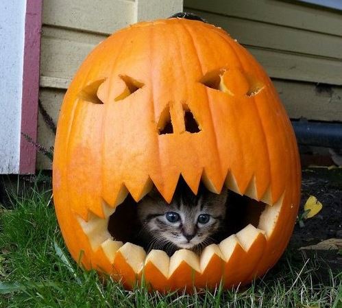 cats in pumpkins 11