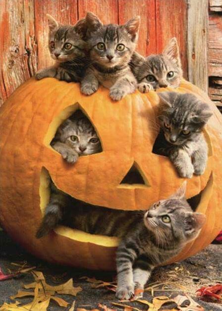 cats in pumpkins 4