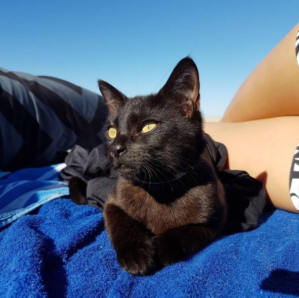 black cat loves the beach 4
