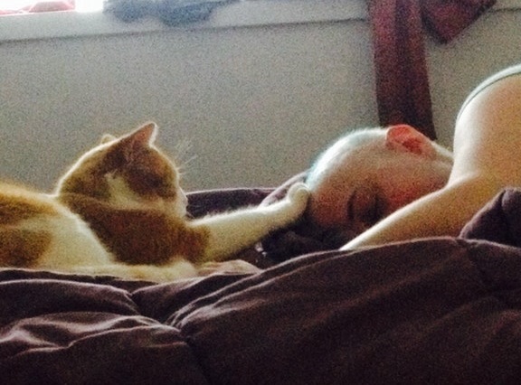 cat videos