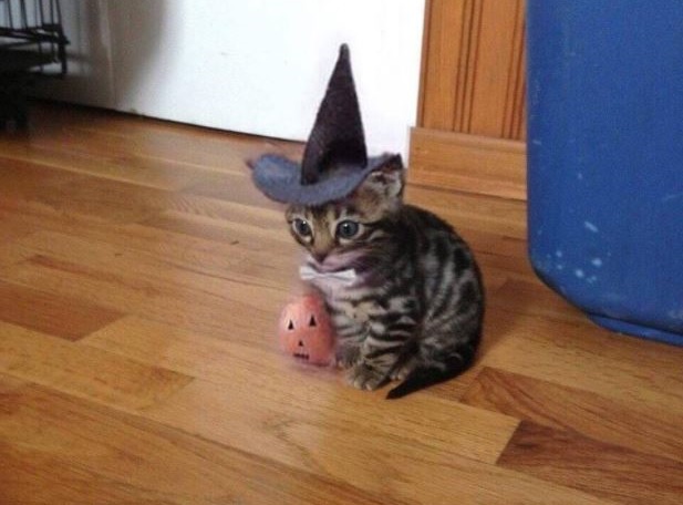 cat videos