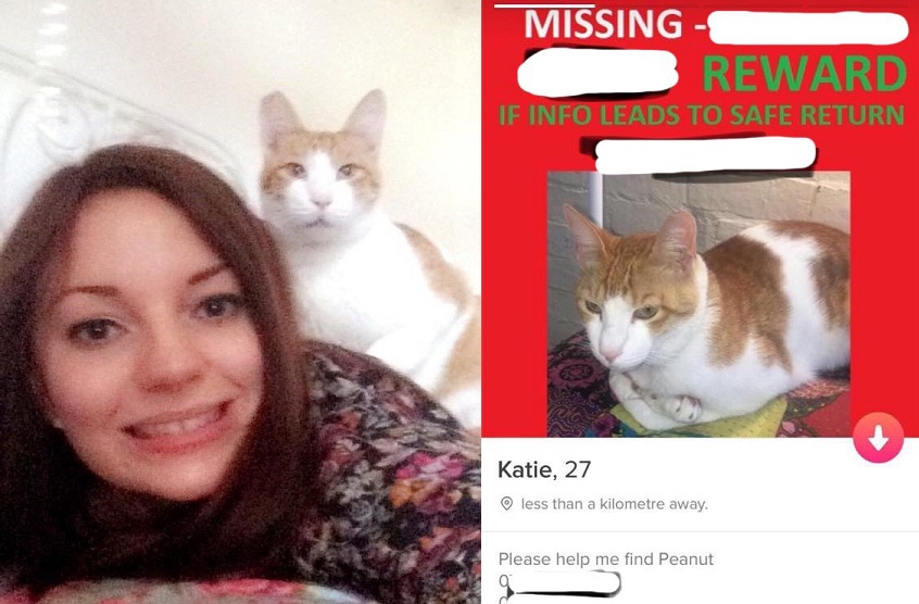 cat videos