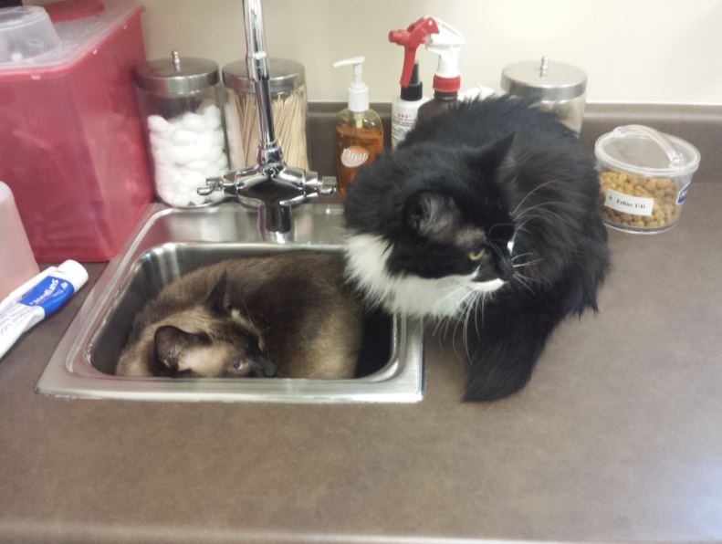It was his cats' first trip to the vet… and it hilariously ...