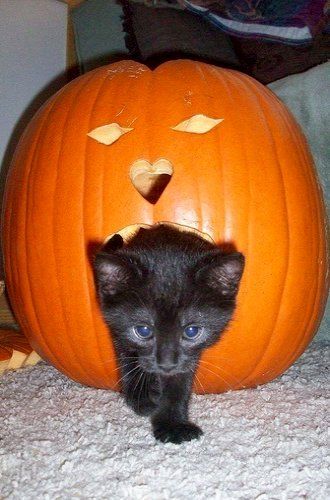 cats in pumpkins 2