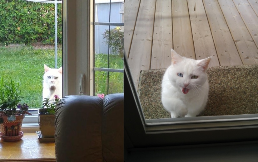 cat videos