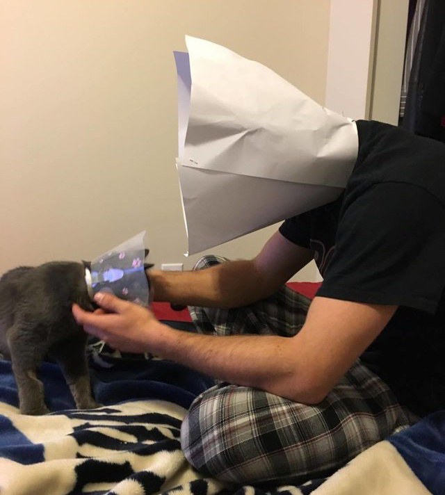 man creates cone of shame to support kitten 5