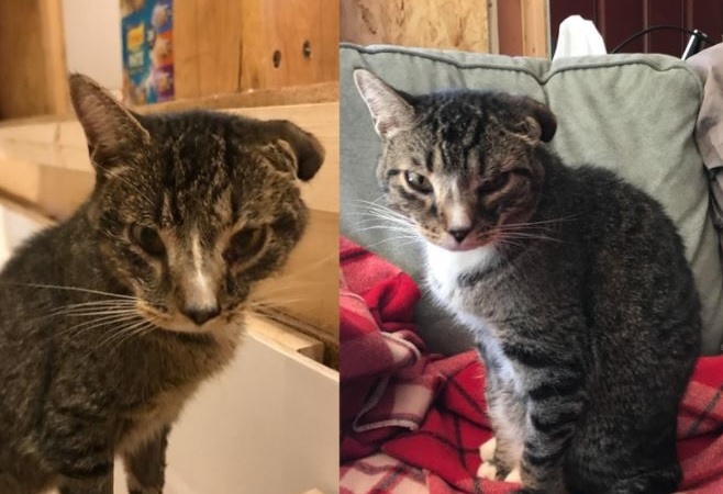cat videos