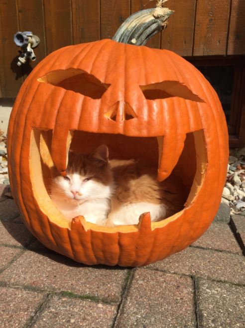 cats in pumpkins 12