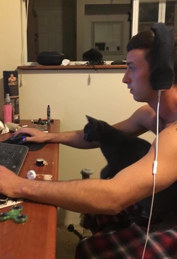 man creates cone of shame to support kitten 2