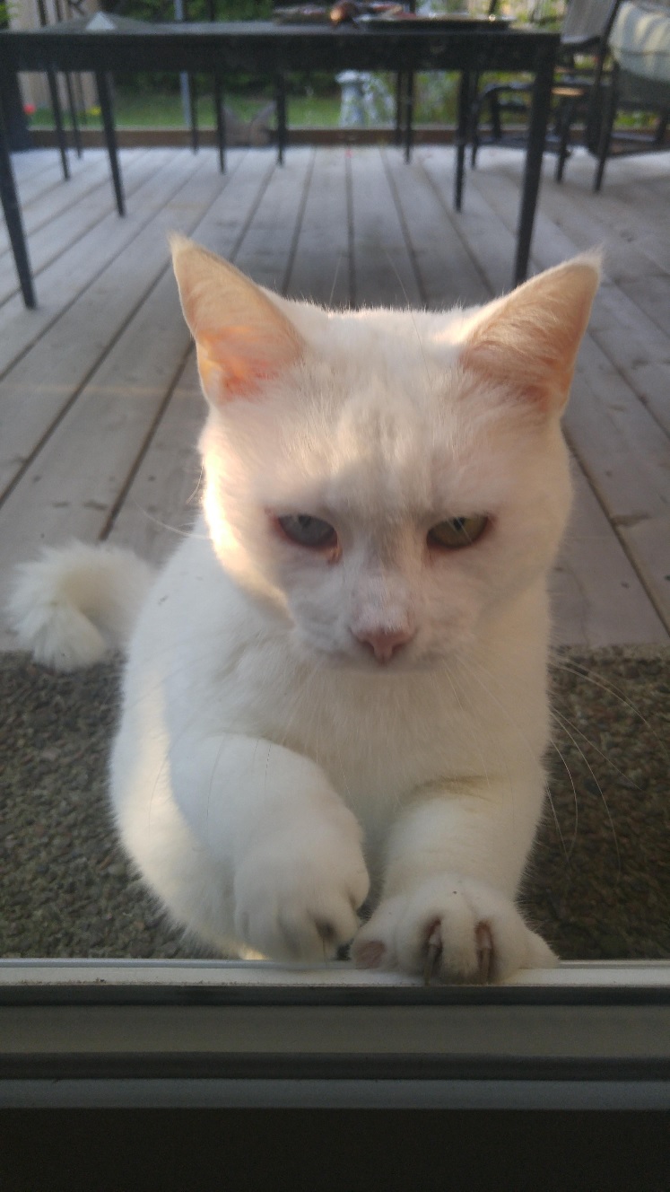Man Captures Adorable Photos Of Cat Who Visits Him Everyday For Treats man-captures-adorable-photos-of-cat-who-visits-him-everyday-for-treats