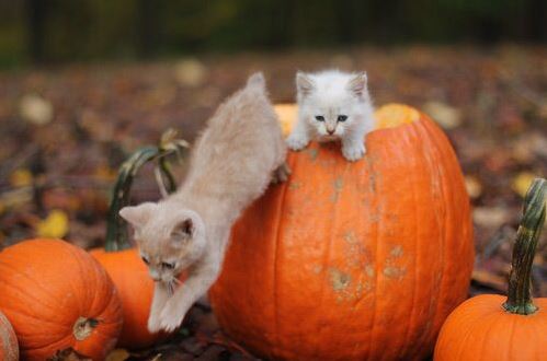cats in pumpkins 5