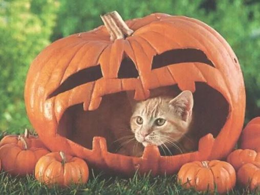 cats in pumpkins 10