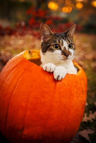 cats in pumpkins 6