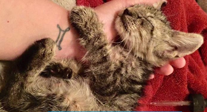 kitten found at gas station turns out to be a miracle 2