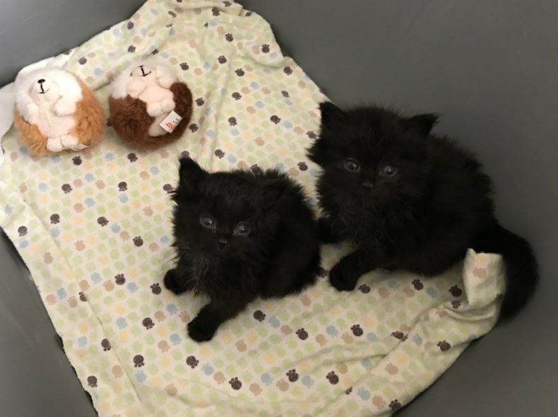 man finds mini black kittens under house 6