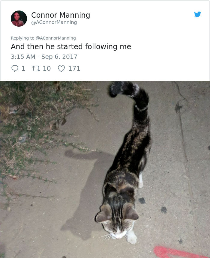 man follows stray cat home 4