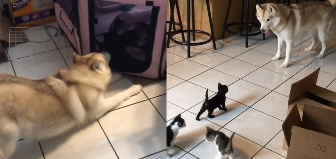 cat pictures
