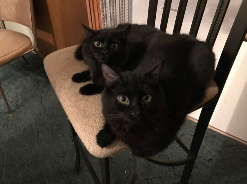 man finds mini black kittens under house 7
