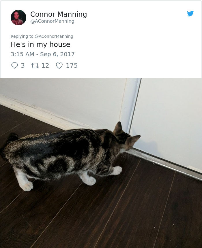 man follows stray cat home 5