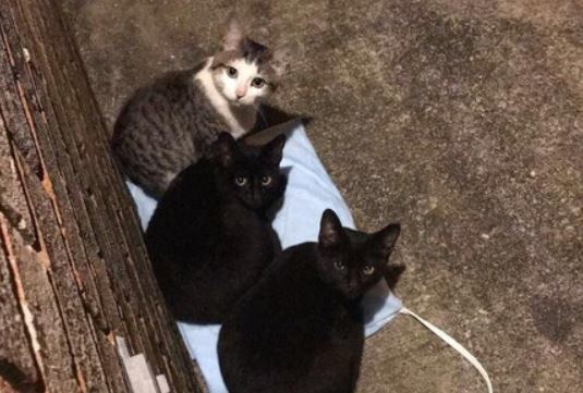 stray cats sitting on heating pad