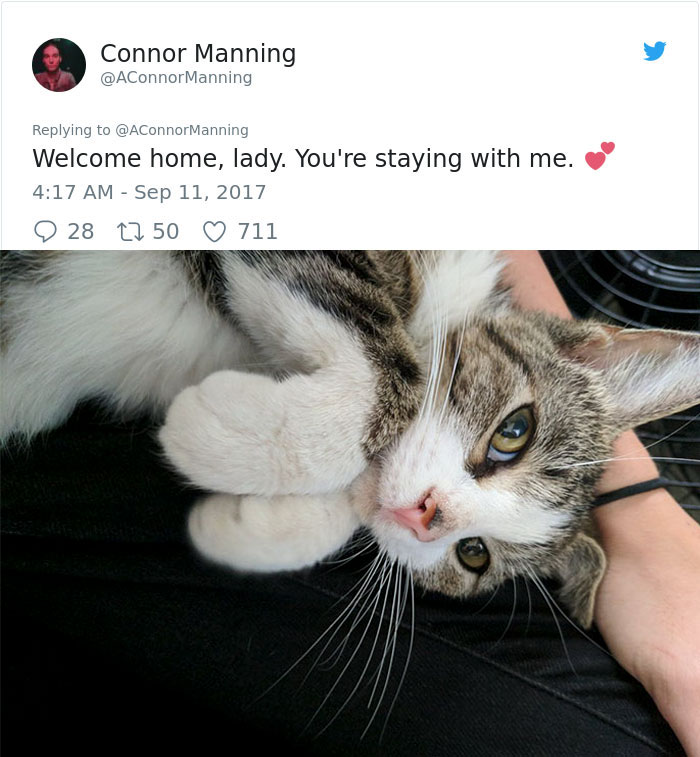 stray cat follows a man home 25