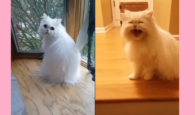 cat pictures