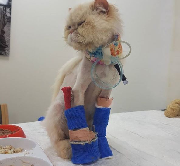 simba the therapy cat 9