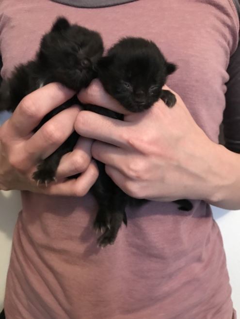 man finds mini black kittens under his house 1