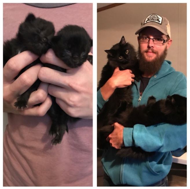 man finds mini black kittens under his house 3