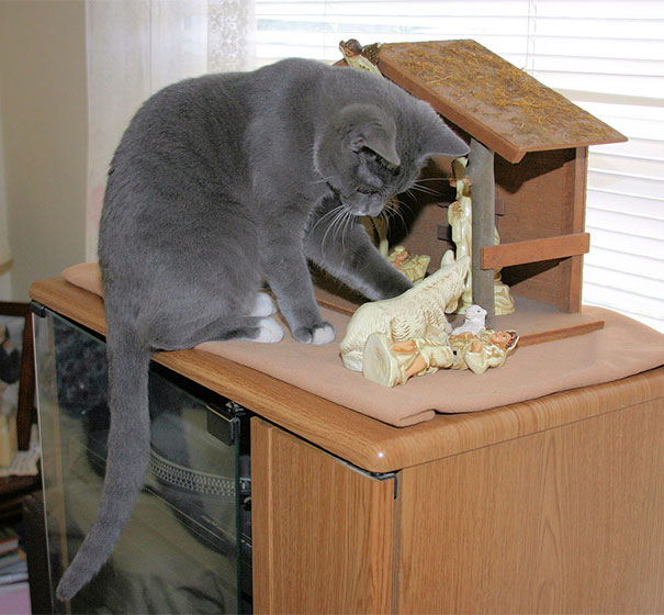 cats crashing nativity scenes 18