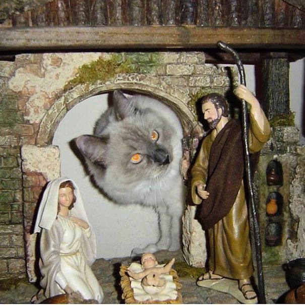 cats crashing nativity scenes 2