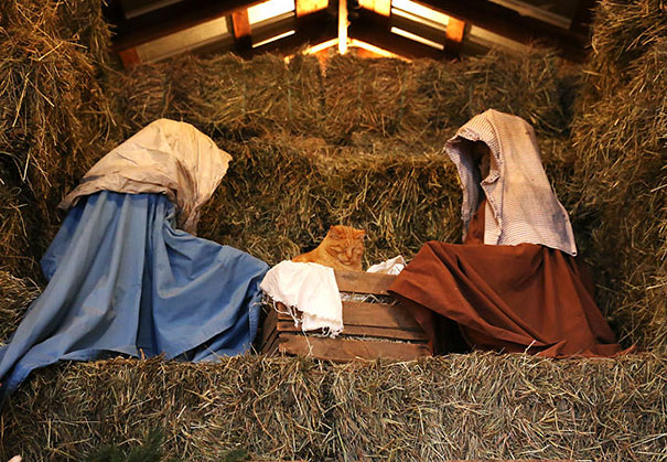 cats crashing nativity scenes 15