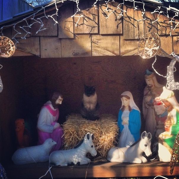 cats crashing nativity scenes 19
