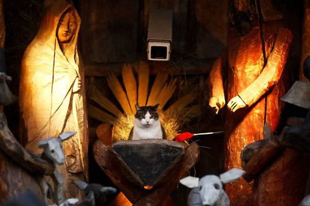 cat pictures