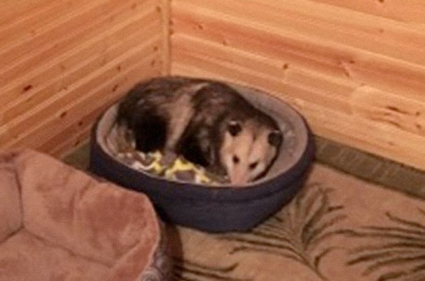 grandma takes care of kittens and opossum 3
