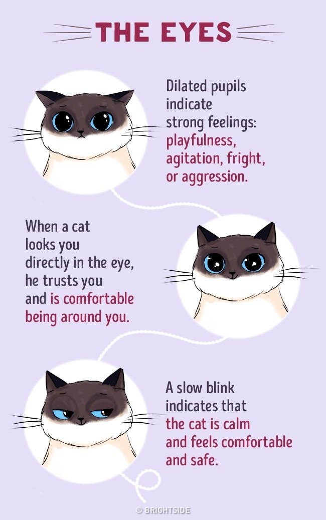 cat language for dummies 1