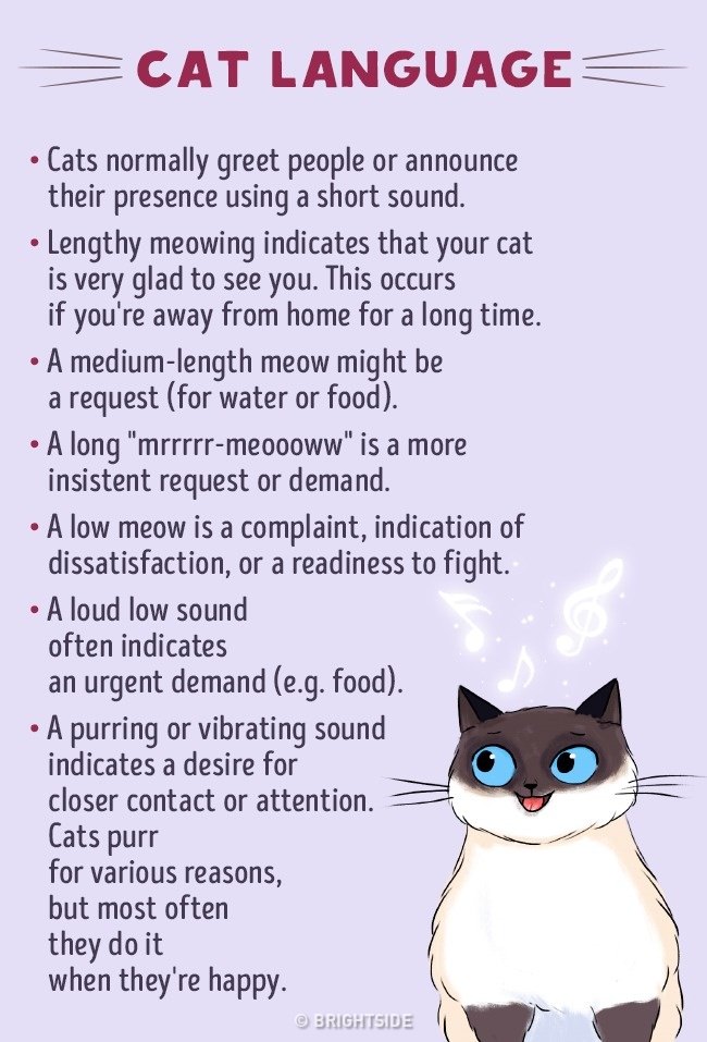 cat language for dummies 5