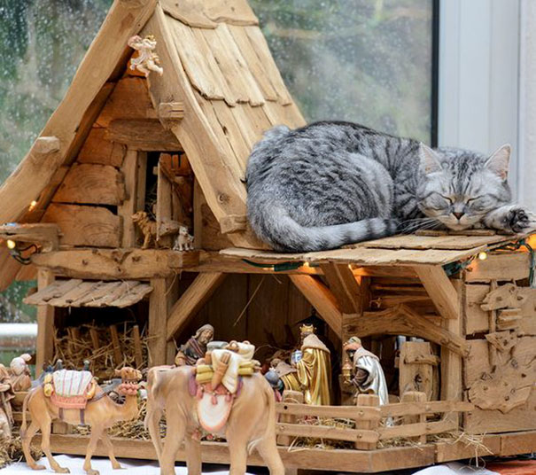 cats crashing nativity scenes 11