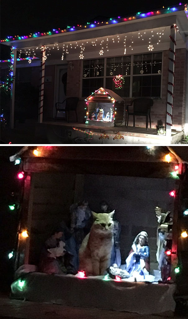cats crashing nativity scenes 9